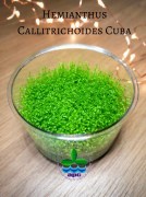 Hemianthus Callitrichoides Cuba (Custom)